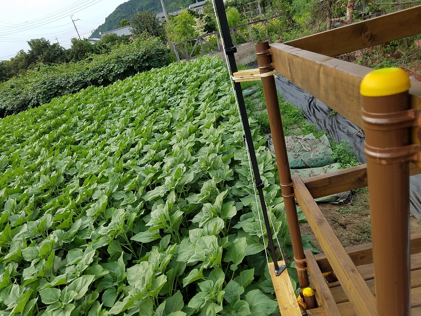 f:id:yamaguchinouen:20180703224058j:plain f:id:yamaguchinouen:20180703224058j:plain