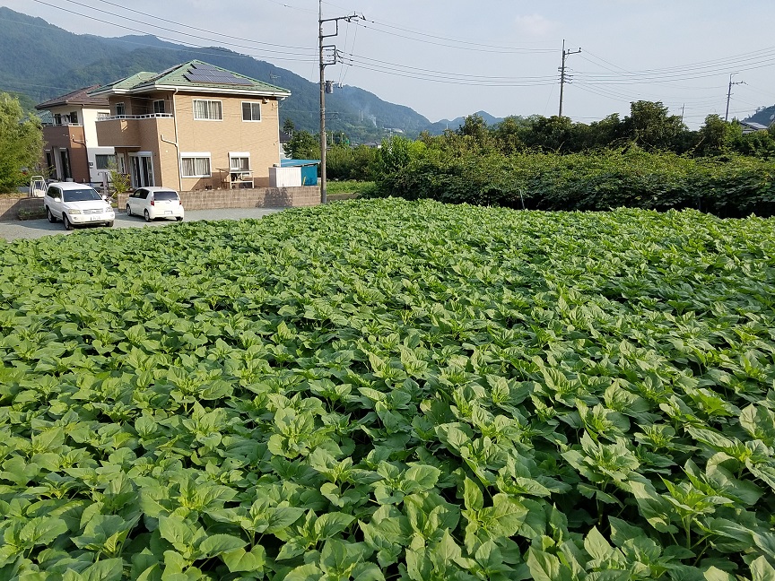 f:id:yamaguchinouen:20180703224302j:plain f:id:yamaguchinouen:20180703224302j:plain