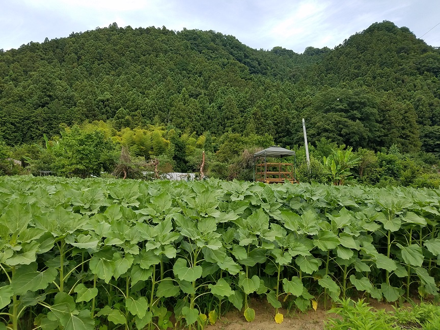 f:id:yamaguchinouen:20180703224437j:plain f:id:yamaguchinouen:20180703224437j:plain