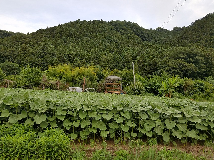 f:id:yamaguchinouen:20180703224504j:plain f:id:yamaguchinouen:20180703224504j:plain