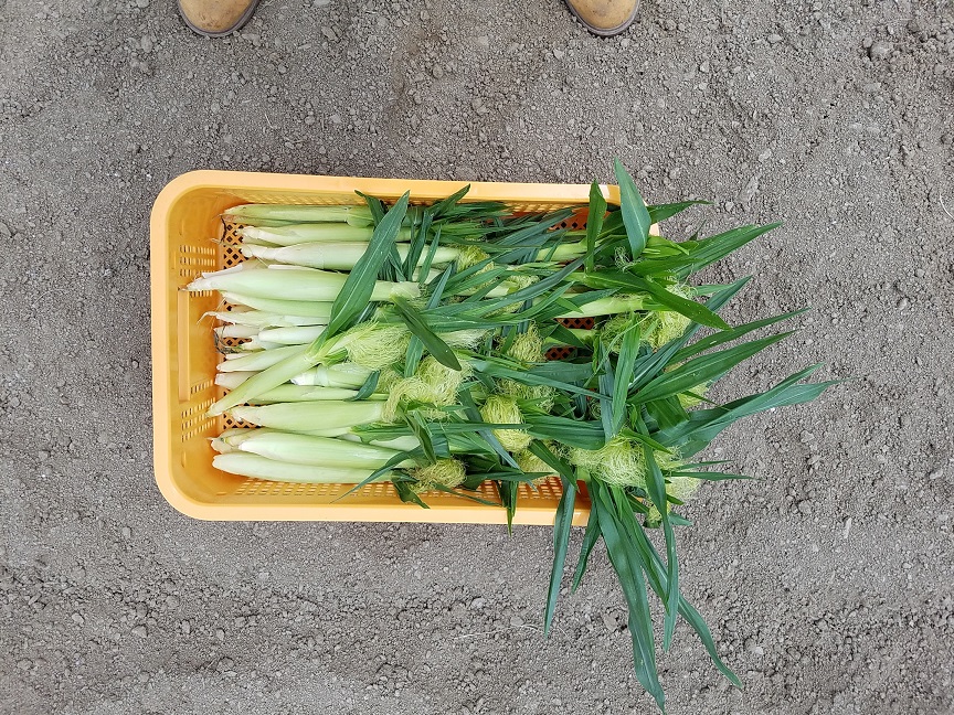 f:id:yamaguchinouen:20180706210921j:plain f:id:yamaguchinouen:20180706210921j:plain