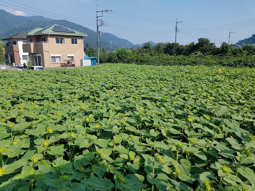 f:id:yamaguchinouen:20180715122901j:plain f:id:yamaguchinouen:20180715122901j:plain