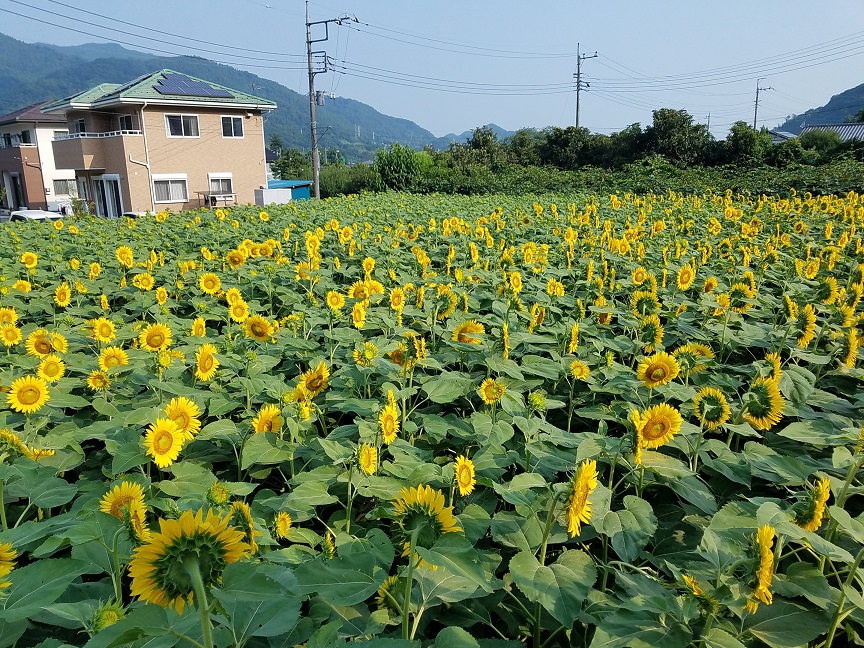 f:id:yamaguchinouen:20180720223041j:plain f:id:yamaguchinouen:20180720223041j:plain