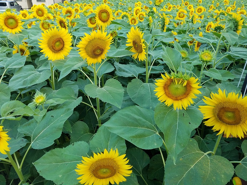 f:id:yamaguchinouen:20180720223209j:plain f:id:yamaguchinouen:20180720223209j:plain