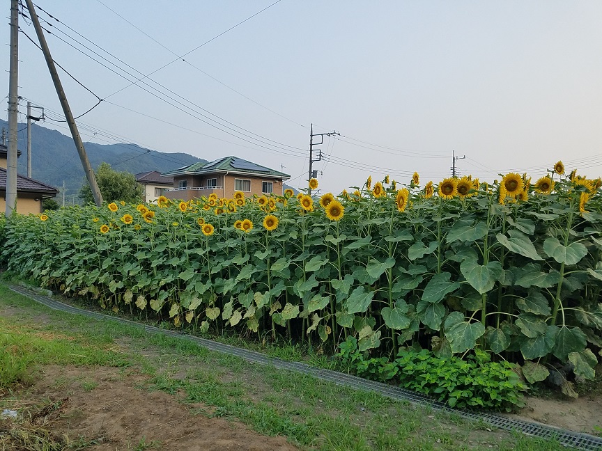 f:id:yamaguchinouen:20180720223239j:plain f:id:yamaguchinouen:20180720223239j:plain