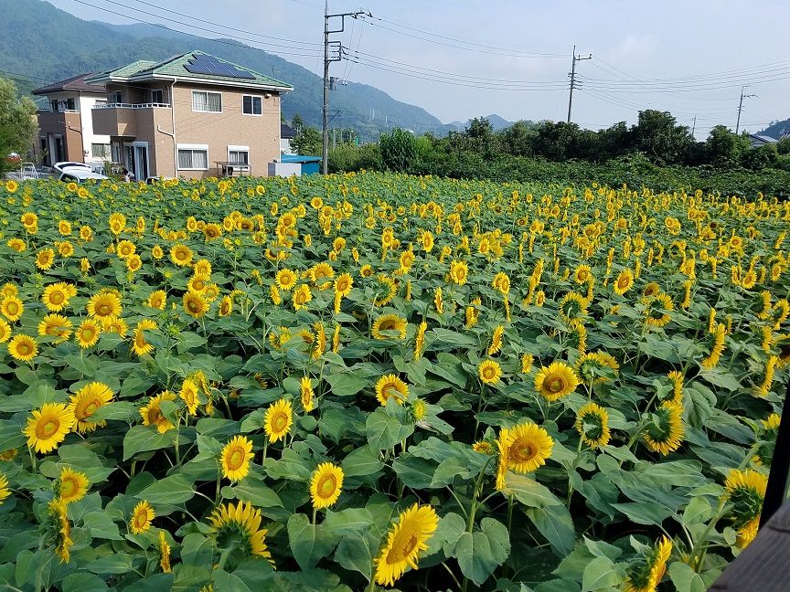 f:id:yamaguchinouen:20180721212338j:plain f:id:yamaguchinouen:20180721212338j:plain