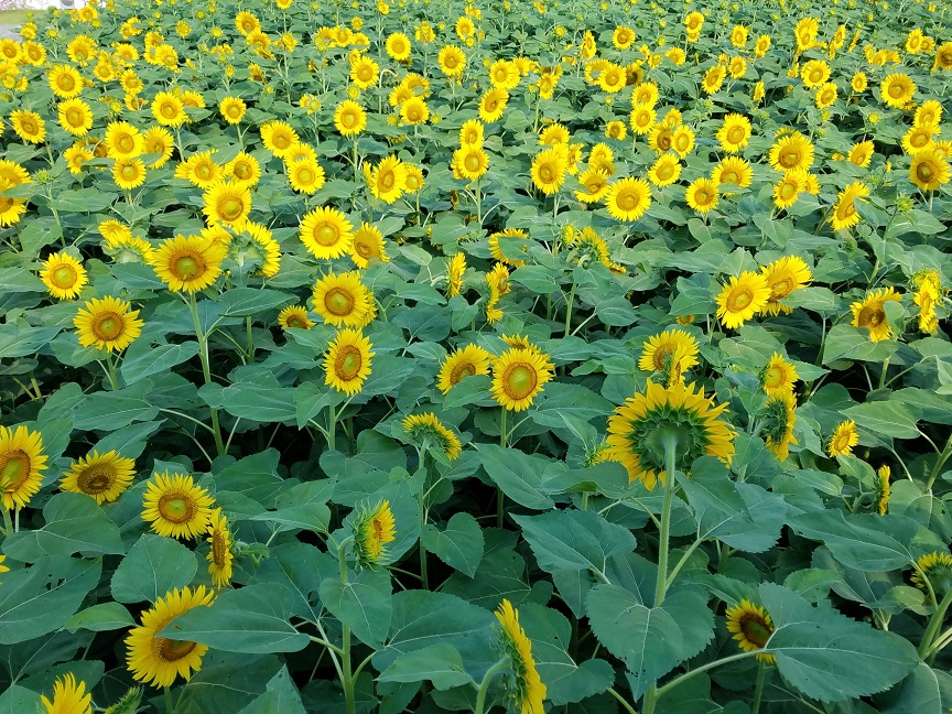 f:id:yamaguchinouen:20180721212447j:plain f:id:yamaguchinouen:20180721212447j:plain