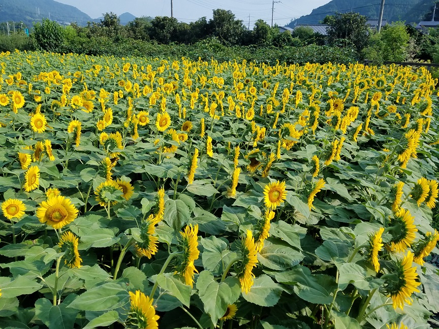 f:id:yamaguchinouen:20180721212507j:plain f:id:yamaguchinouen:20180721212507j:plain