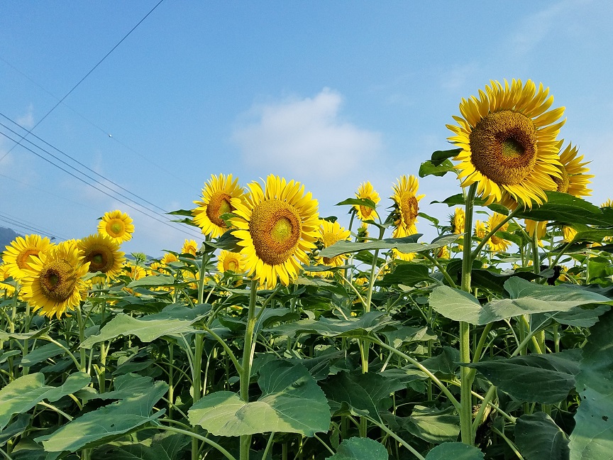 f:id:yamaguchinouen:20180721212649j:plain f:id:yamaguchinouen:20180721212649j:plain