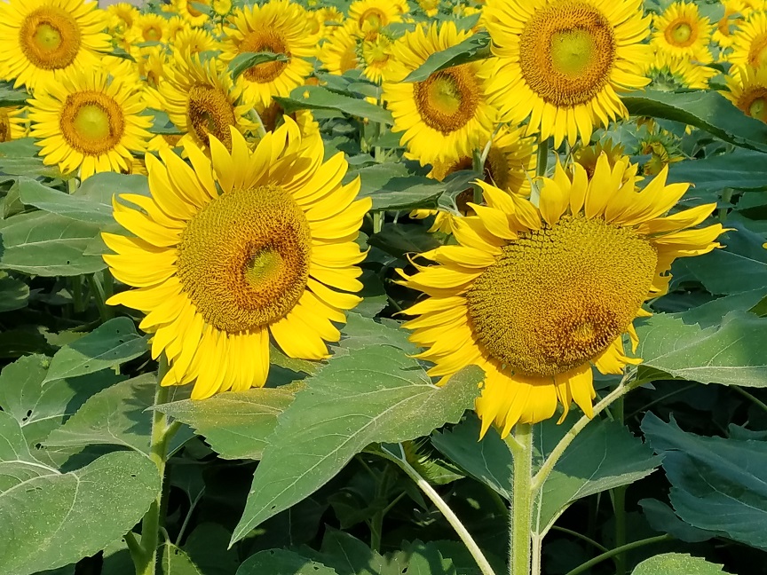 f:id:yamaguchinouen:20180721212709j:plain f:id:yamaguchinouen:20180721212709j:plain