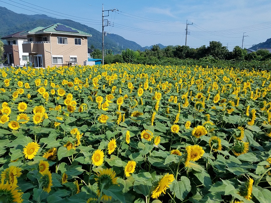 f:id:yamaguchinouen:20180722223557j:plain f:id:yamaguchinouen:20180722223557j:plain