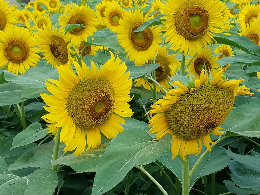 f:id:yamaguchinouen:20180722223625j:plain f:id:yamaguchinouen:20180722223625j:plain
