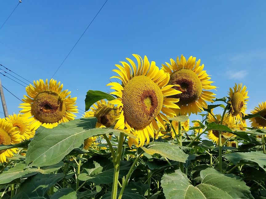 f:id:yamaguchinouen:20180722225511j:plain f:id:yamaguchinouen:20180722225511j:plain