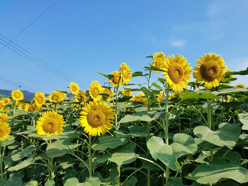 f:id:yamaguchinouen:20180722225532j:plain f:id:yamaguchinouen:20180722225532j:plain