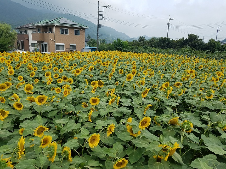 f:id:yamaguchinouen:20180725215441j:plain f:id:yamaguchinouen:20180725215441j:plain