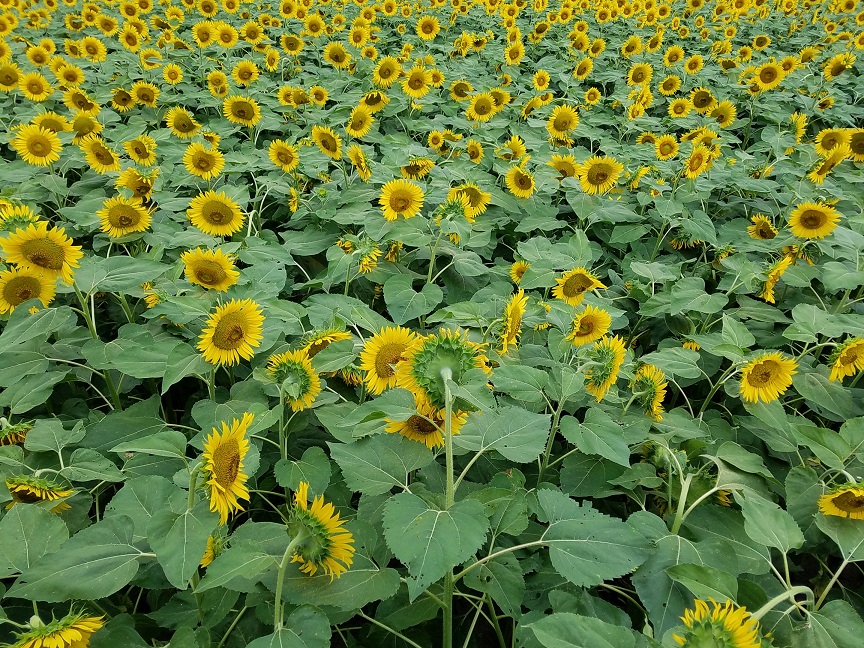 f:id:yamaguchinouen:20180725215630j:plain f:id:yamaguchinouen:20180725215630j:plain