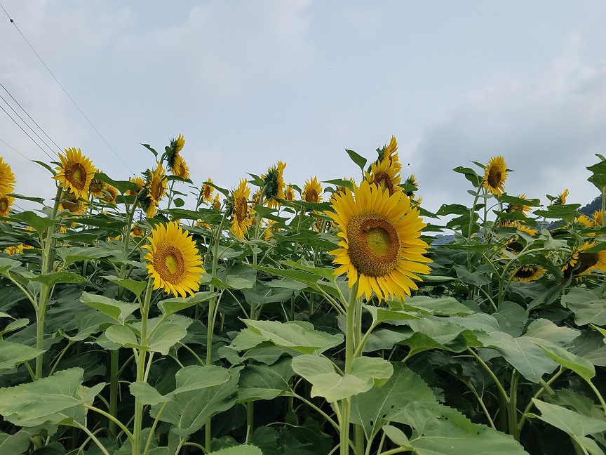f:id:yamaguchinouen:20180725215708j:plain f:id:yamaguchinouen:20180725215708j:plain