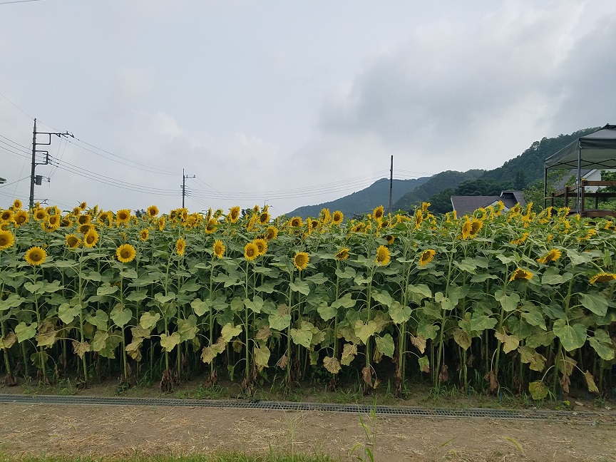 f:id:yamaguchinouen:20180725215750j:plain f:id:yamaguchinouen:20180725215750j:plain