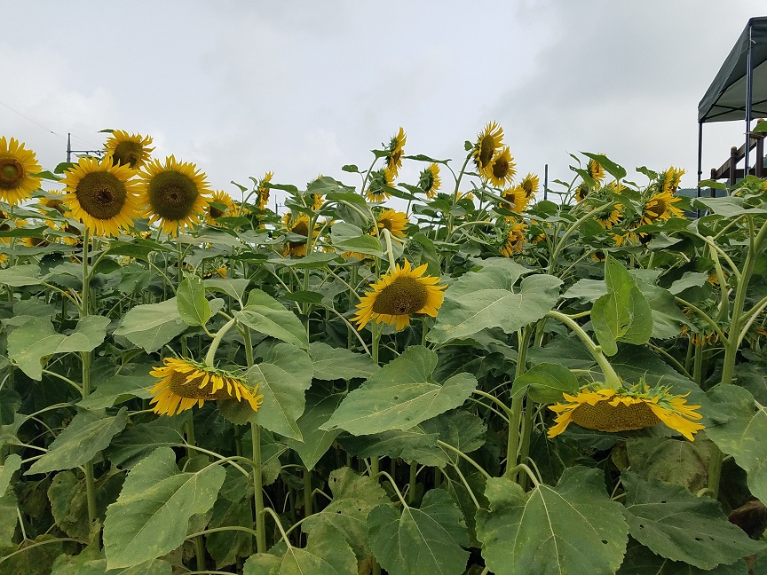 f:id:yamaguchinouen:20180725215807j:plain f:id:yamaguchinouen:20180725215807j:plain