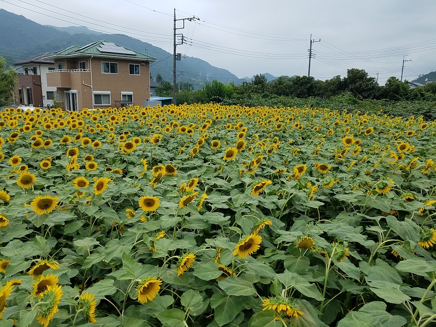 f:id:yamaguchinouen:20180726211820j:plain f:id:yamaguchinouen:20180726211820j:plain