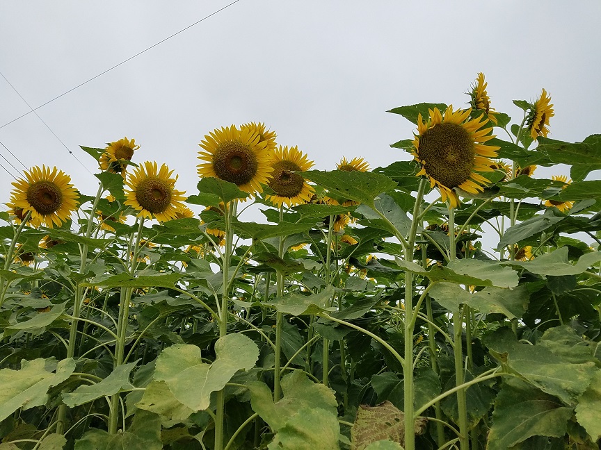 f:id:yamaguchinouen:20180726211928j:plain f:id:yamaguchinouen:20180726211928j:plain