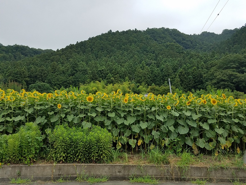 f:id:yamaguchinouen:20180726211947j:plain f:id:yamaguchinouen:20180726211947j:plain