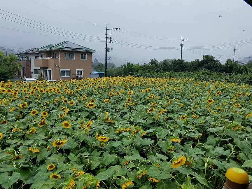 f:id:yamaguchinouen:20180728214746j:plain f:id:yamaguchinouen:20180728214746j:plain