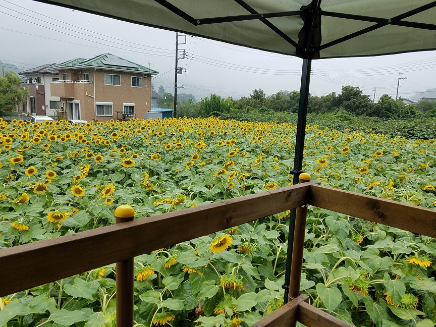 f:id:yamaguchinouen:20180728214807j:plain f:id:yamaguchinouen:20180728214807j:plain