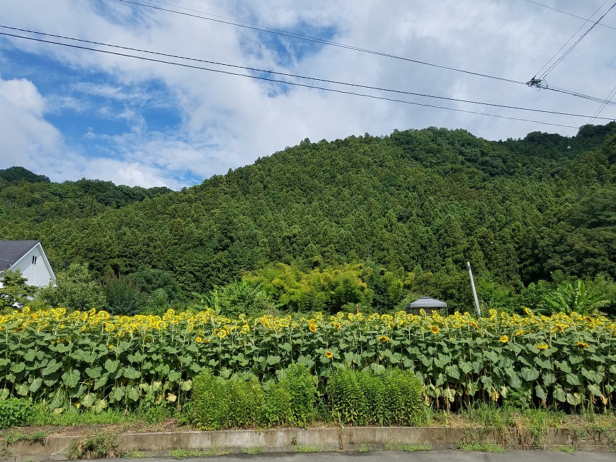 f:id:yamaguchinouen:20180728214901j:plain f:id:yamaguchinouen:20180728214901j:plain