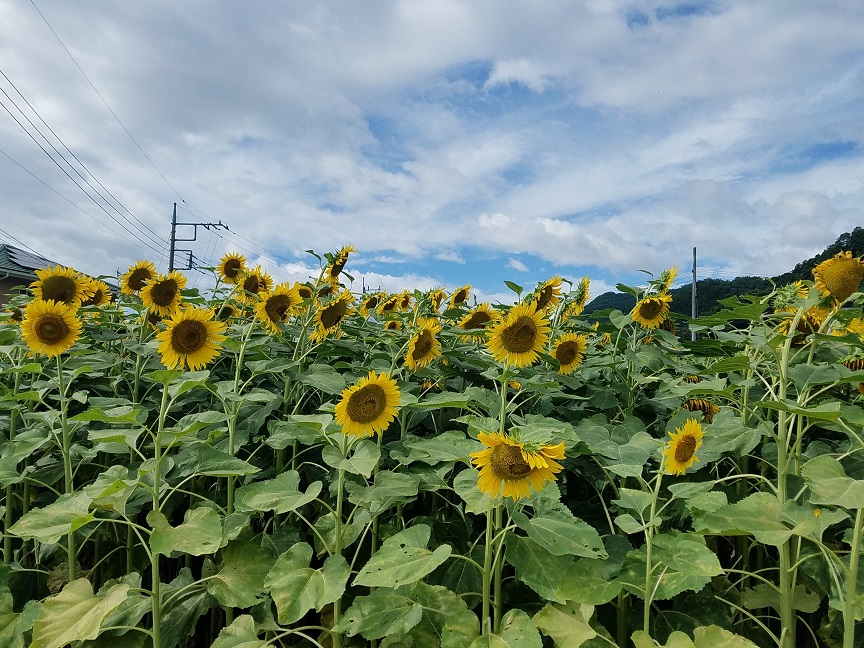 f:id:yamaguchinouen:20180728214919j:plain f:id:yamaguchinouen:20180728214919j:plain