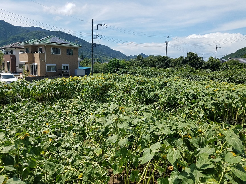 f:id:yamaguchinouen:20180729205958j:plain f:id:yamaguchinouen:20180729205958j:plain