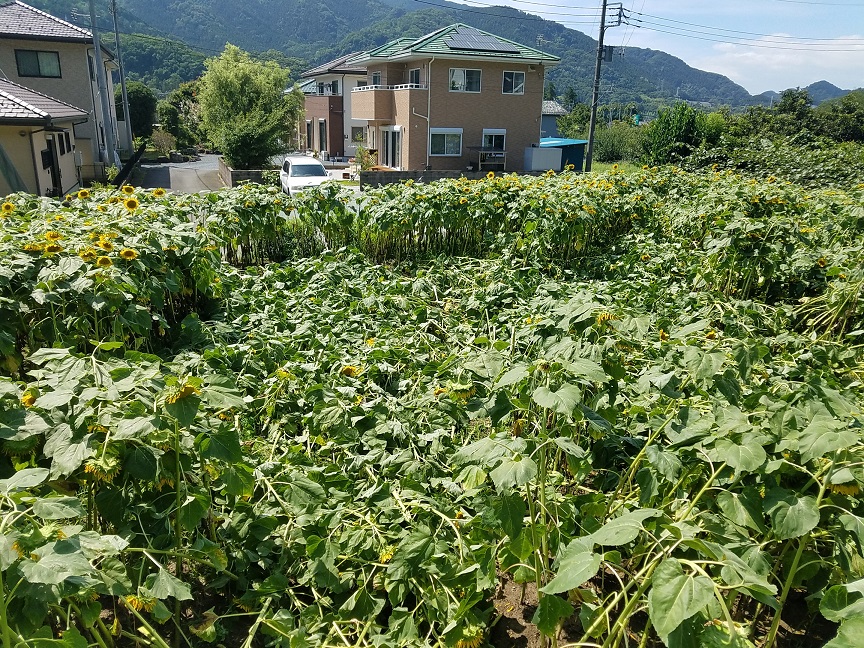 f:id:yamaguchinouen:20180729210022j:plain f:id:yamaguchinouen:20180729210022j:plain