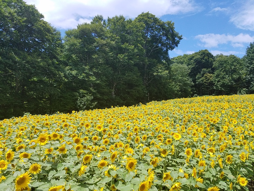 f:id:yamaguchinouen:20180806212056j:plain f:id:yamaguchinouen:20180806212056j:plain