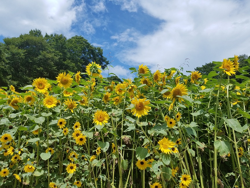 f:id:yamaguchinouen:20180806212112j:plain f:id:yamaguchinouen:20180806212112j:plain