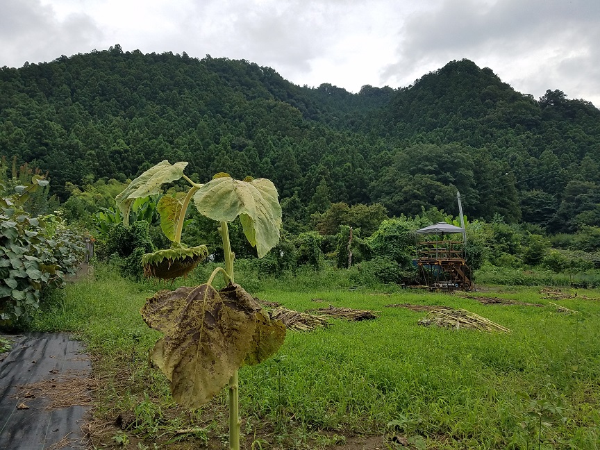 f:id:yamaguchinouen:20180816221535j:plain f:id:yamaguchinouen:20180816221535j:plain