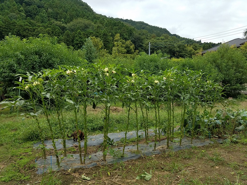 f:id:yamaguchinouen:20180912220305j:plain f:id:yamaguchinouen:20180912220305j:plain