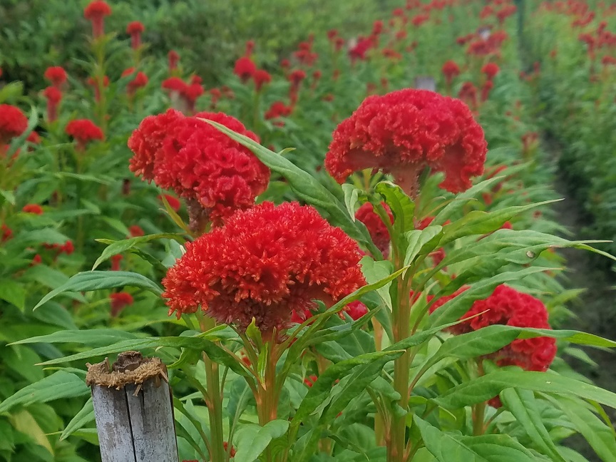 鶏頭の花が咲きました Kii農園の日記