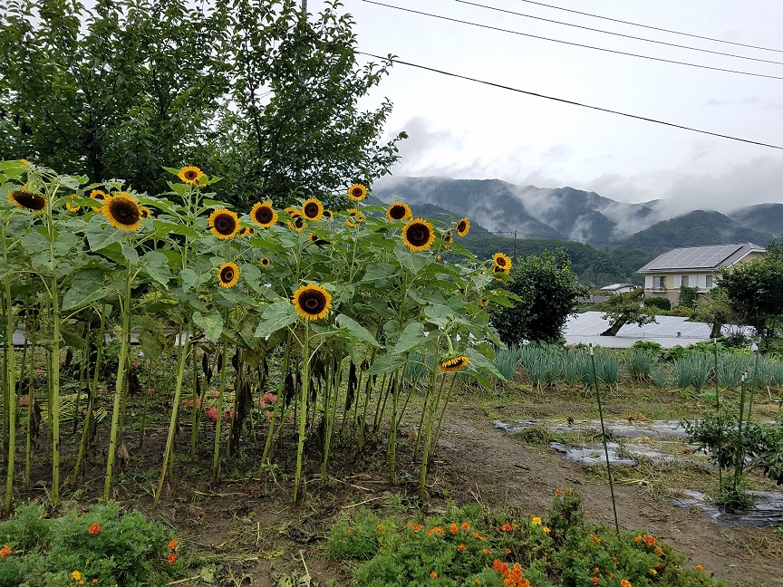 f:id:yamaguchinouen:20180927211314j:plain f:id:yamaguchinouen:20180927211314j:plain