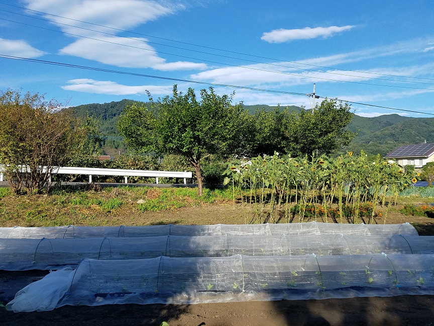 f:id:yamaguchinouen:20181007204304j:plain f:id:yamaguchinouen:20181007204304j:plain