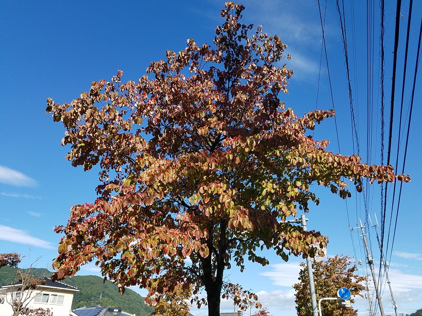 f:id:yamaguchinouen:20181007204418j:plain f:id:yamaguchinouen:20181007204418j:plain