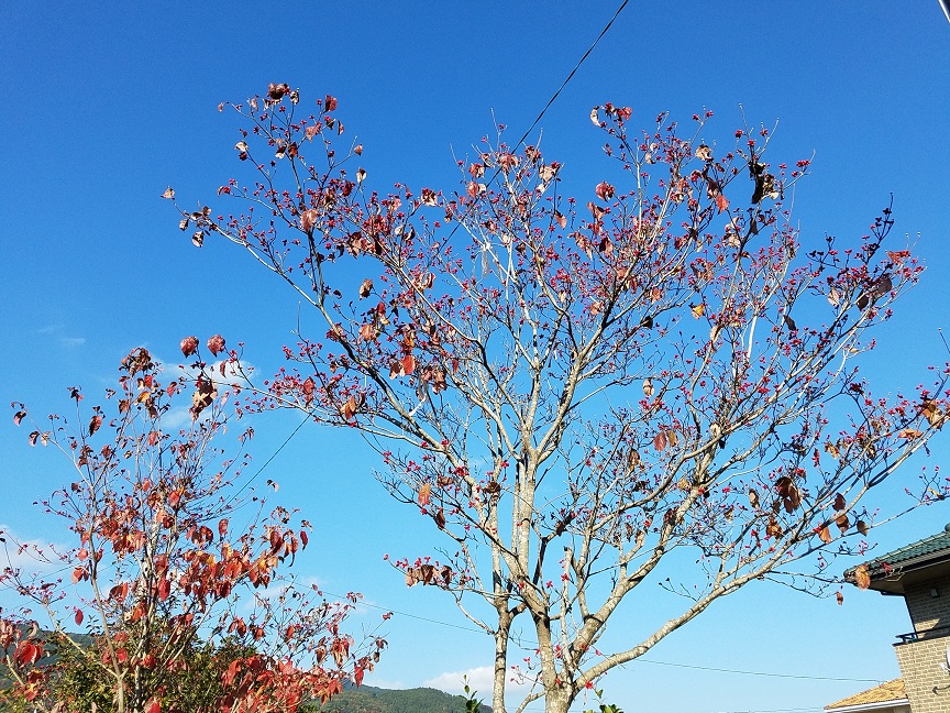f:id:yamaguchinouen:20181116200908j:plain f:id:yamaguchinouen:20181116200908j:plain