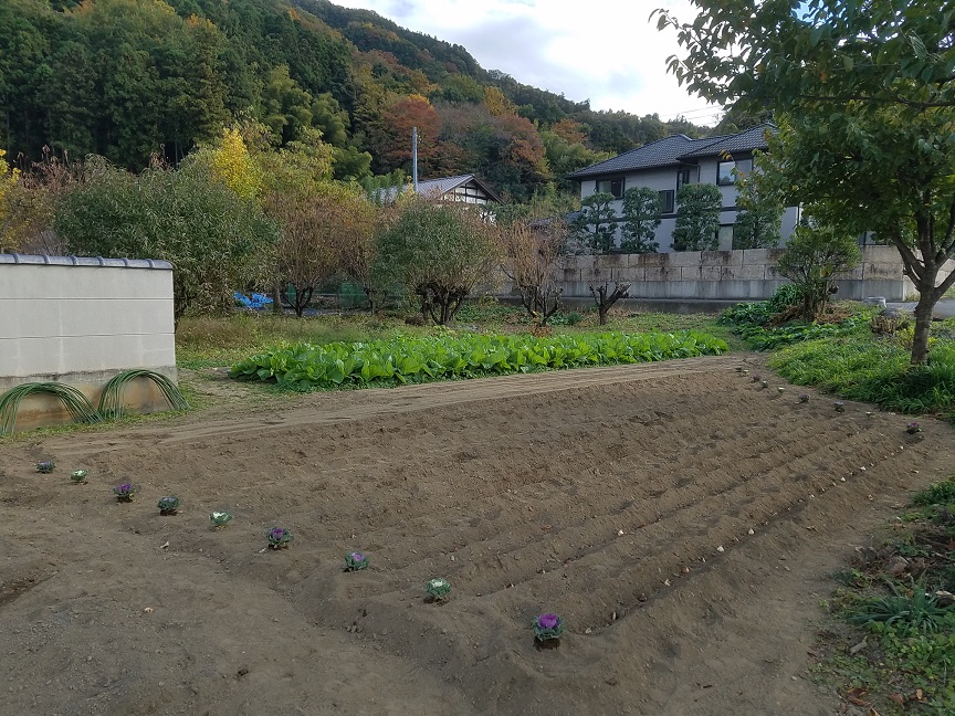 f:id:yamaguchinouen:20181120222907j:plain f:id:yamaguchinouen:20181120222907j:plain