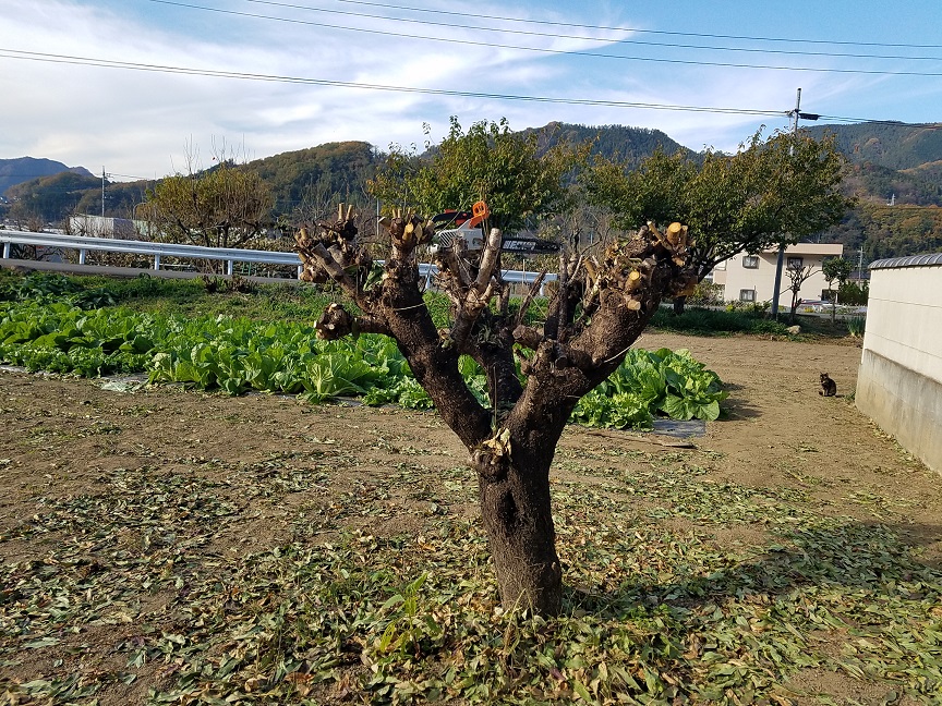 f:id:yamaguchinouen:20181126211305j:plain f:id:yamaguchinouen:20181126211305j:plain