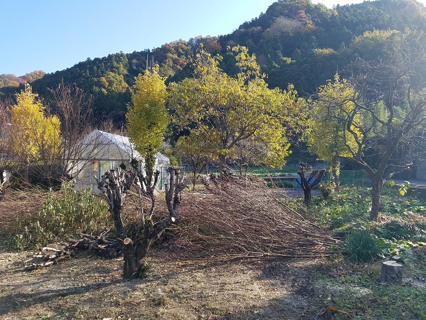 f:id:yamaguchinouen:20181126211319j:plain f:id:yamaguchinouen:20181126211319j:plain