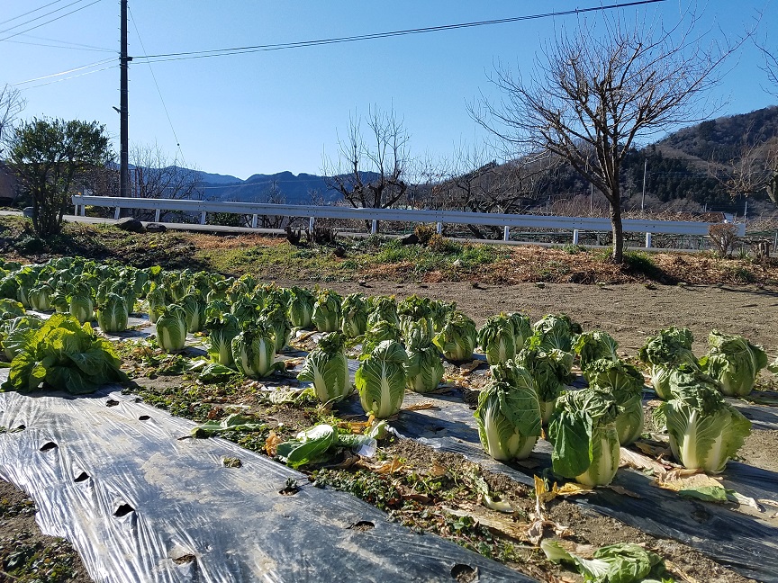 f:id:yamaguchinouen:20190107224640j:plain f:id:yamaguchinouen:20190107224640j:plain