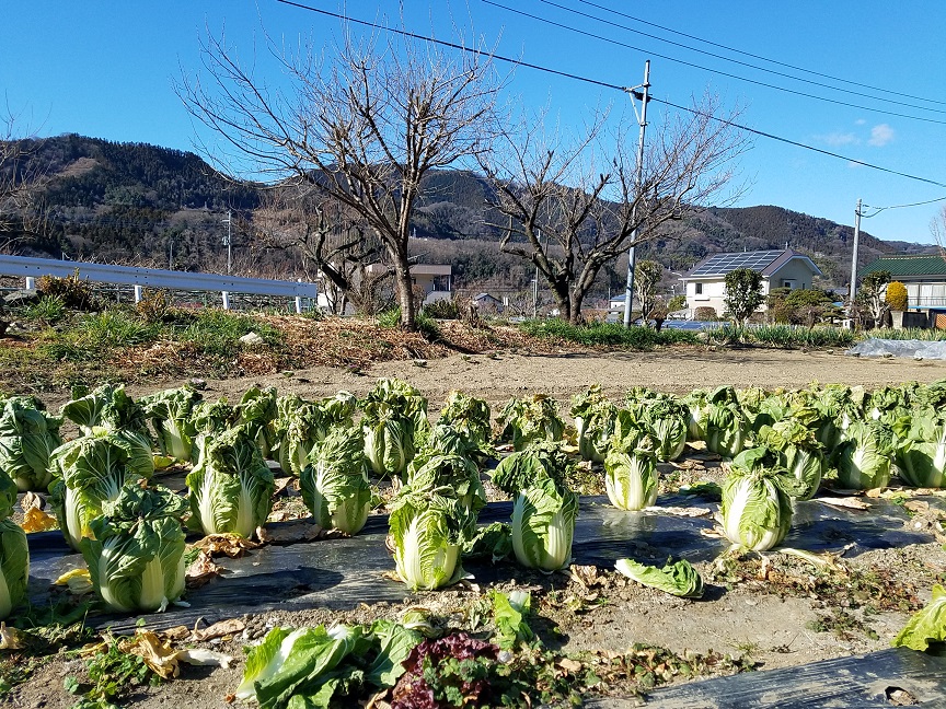 f:id:yamaguchinouen:20190107224706j:plain f:id:yamaguchinouen:20190107224706j:plain
