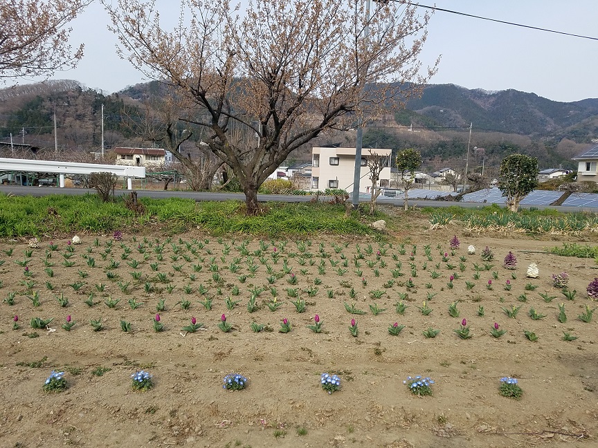 セルトレイ種まき Kii農園の日記