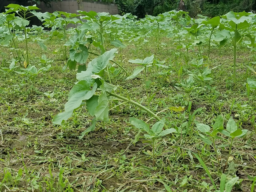 f:id:yamaguchinouen:20190719223218j:plain f:id:yamaguchinouen:20190719223218j:plain