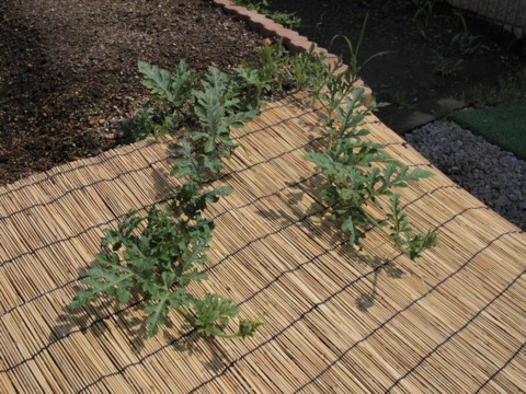 f:id:yamagw:20120710093422j:image