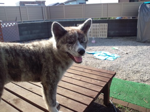 f:id:yamagw:20130709075533j:image